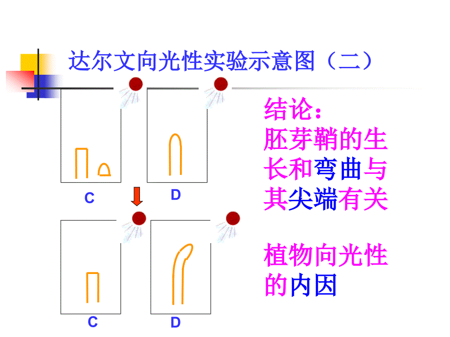 植物生命活动的调_第3页