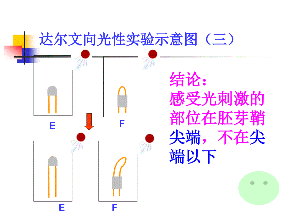 植物生命活动的调_第4页