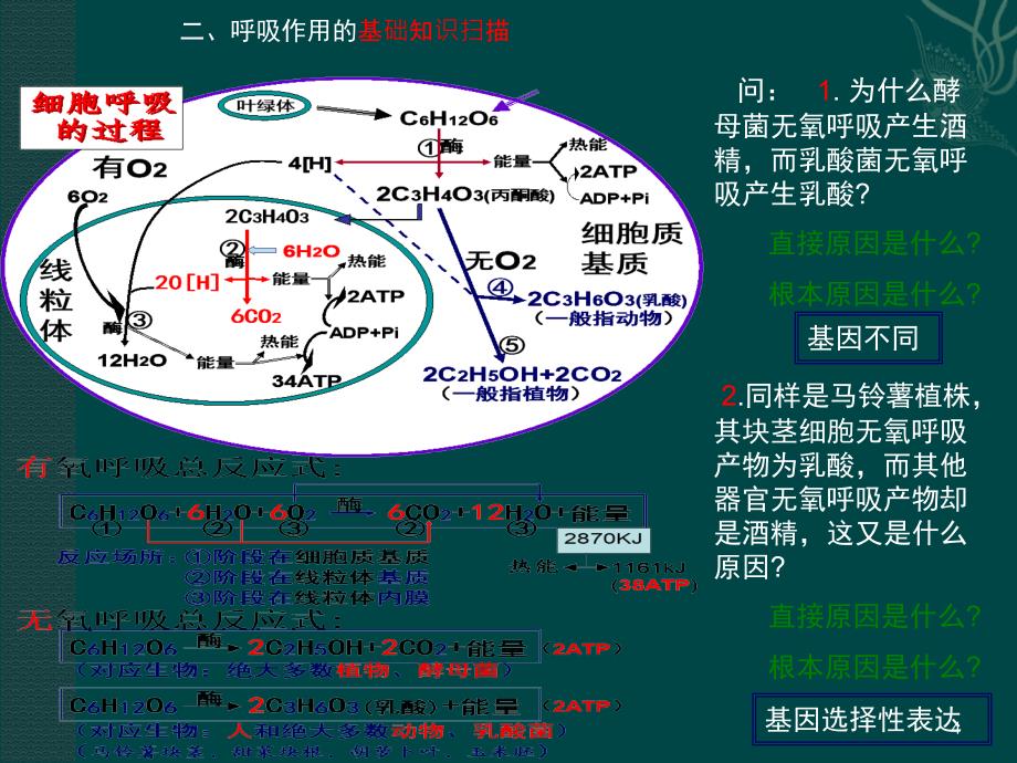 高考二轮复习光合作用与呼吸作用专题_第4页