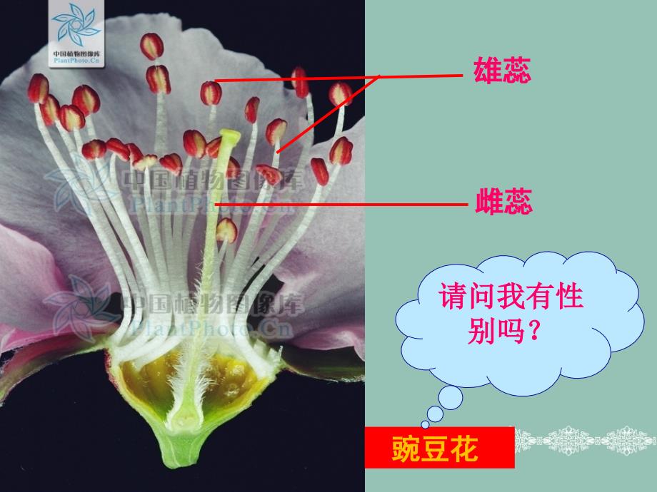 性别决定与伴性遗传(公开课)课件_第4页