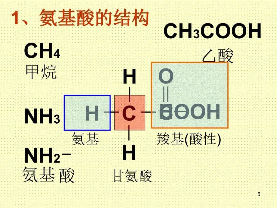 生命活动的主要承担者蛋白质讲课_第5页