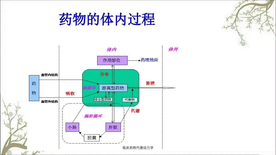 临床药物代谢动力学课件_第5页