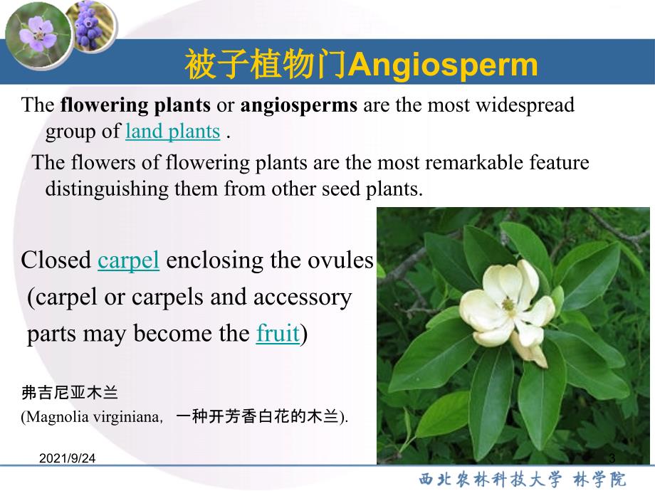 园林树木学被子植物门1-1_第3页