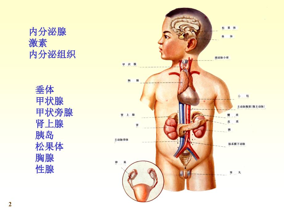 医学人体解剖学资源：chapter21内分泌_第2页