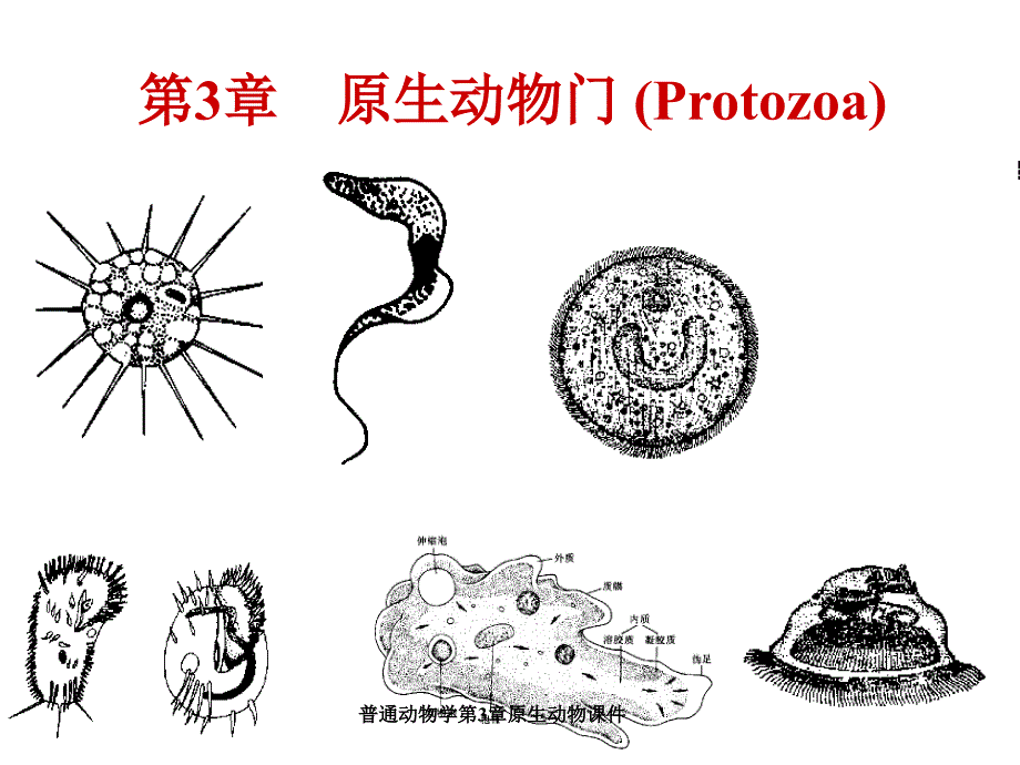 普通动物学第3章原生动物课件_第1页