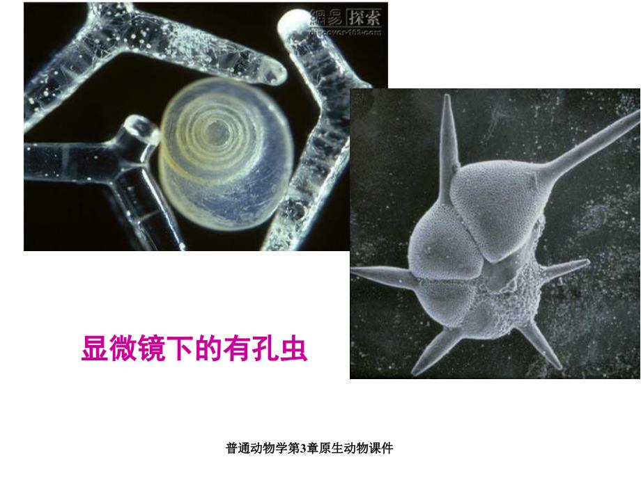 普通动物学第3章原生动物课件_第3页