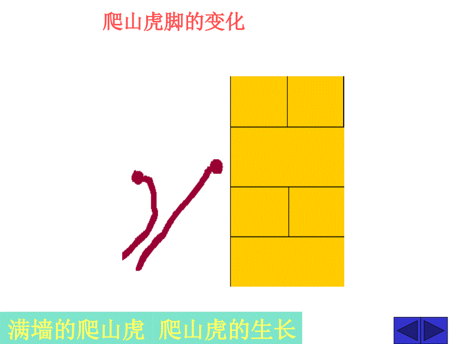 《爬山虎的脚》第二课时课件_第4页