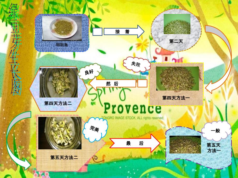 《绿豆芽生长记》PPT课件_第3页