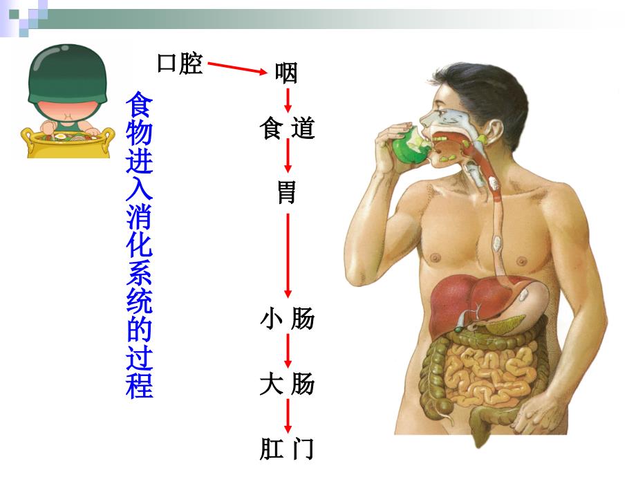 人体的营养-消化与吸收_第4页