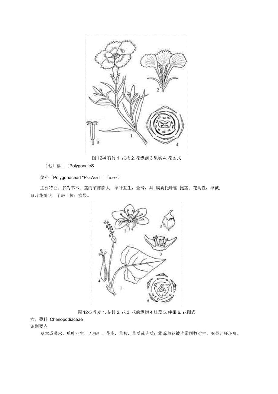 被子植物的分科概述_第5页