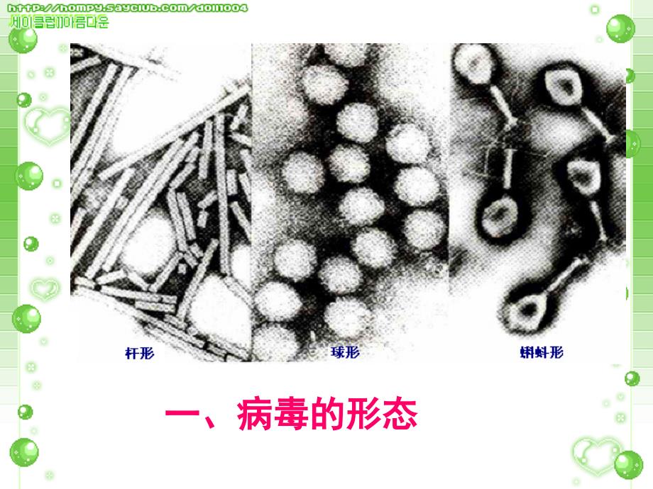 七年级生物生物圈中的微生物病毒细菌真菌课件2_第4页