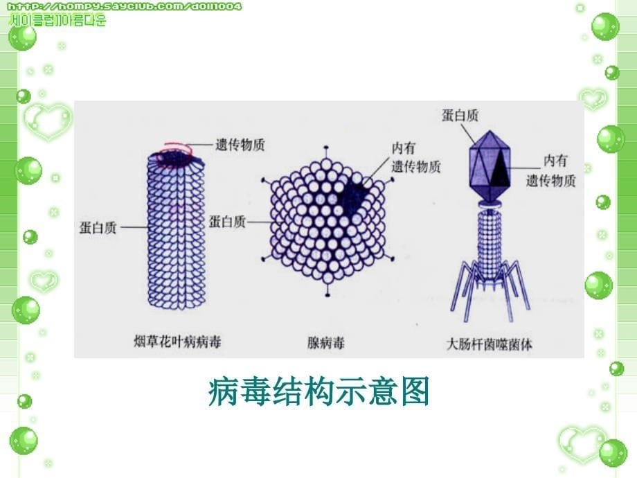 七年级生物生物圈中的微生物病毒细菌真菌课件2_第5页