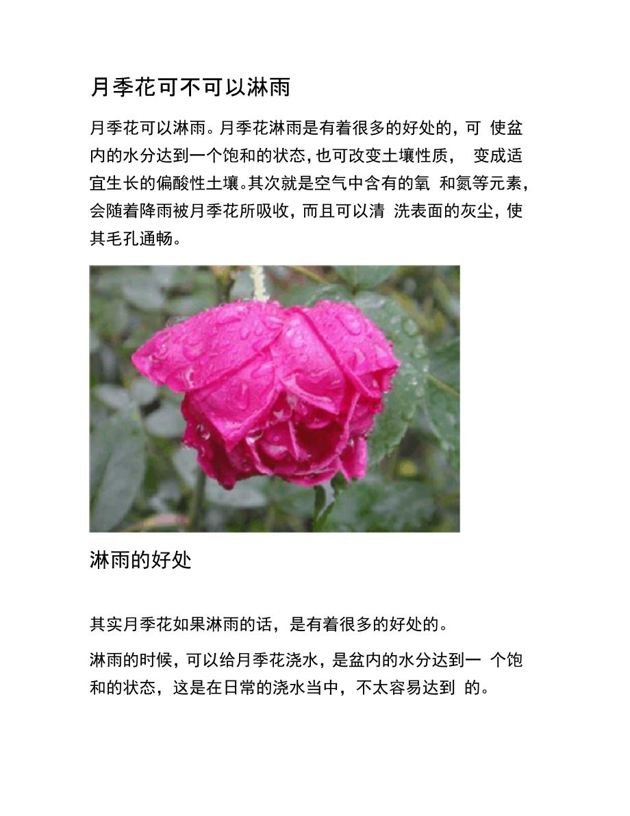 月季花可不可以淋雨_第1页
