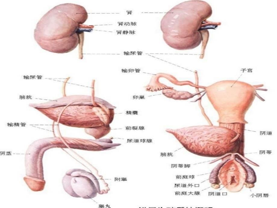 尿路感染课件_第5页