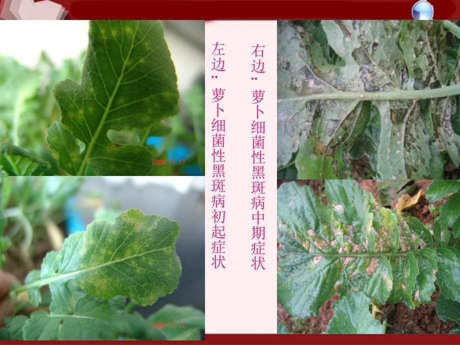 萝卜细菌性黑斑病灾变规律和应急控制技术文档资料_第5页