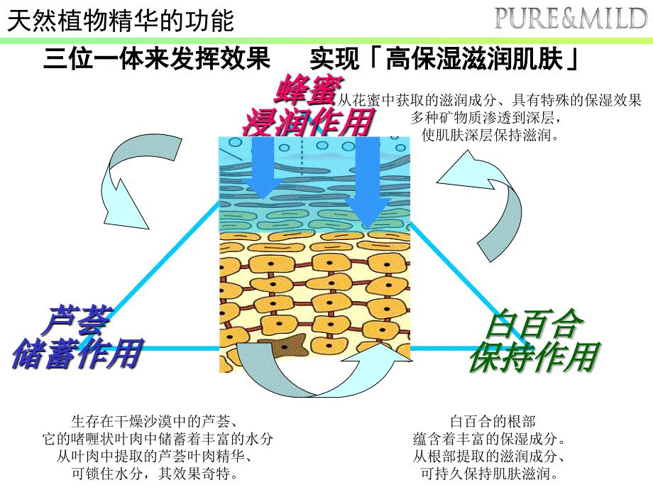 植物水润系列泊美.ppt_第3页