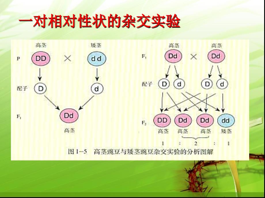 高一生物遗传规律PPT课件02_第2页