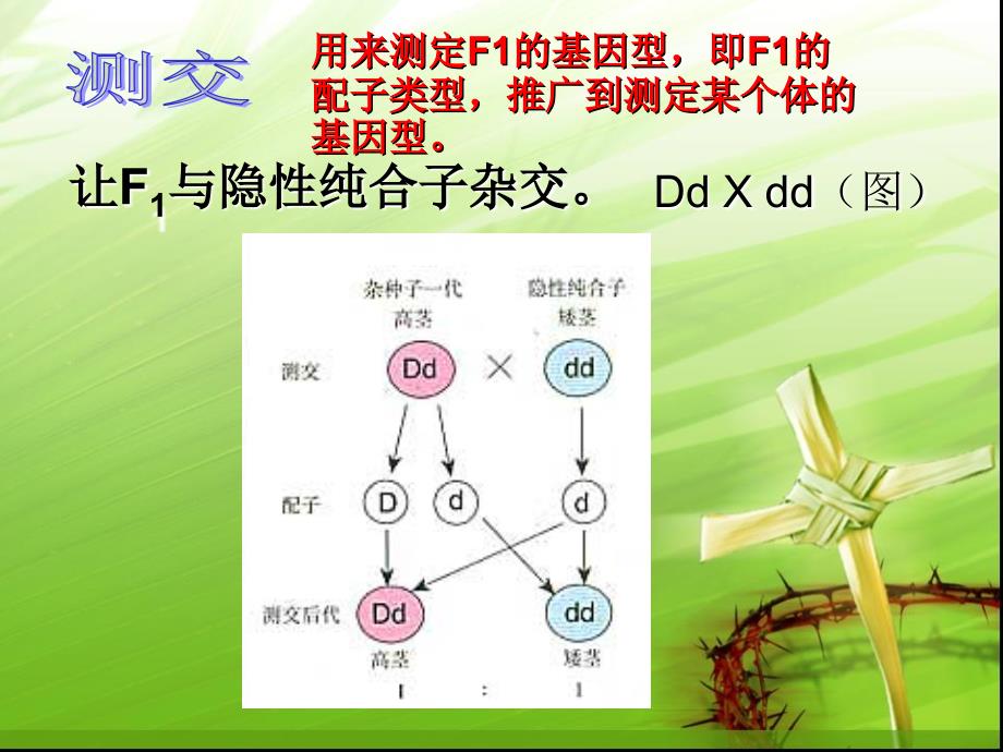 高一生物遗传规律PPT课件02_第3页