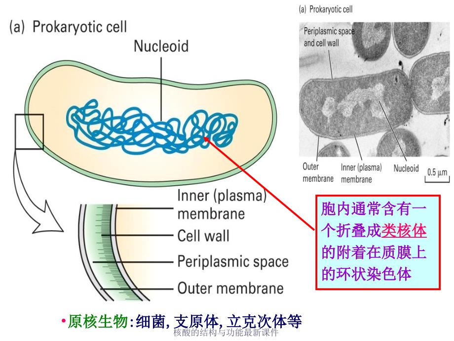 核酸的结构与功能最新课件_第4页