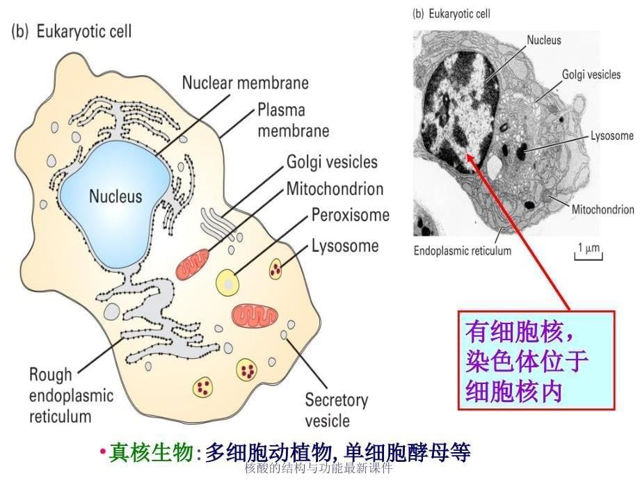 核酸的结构与功能最新课件_第5页