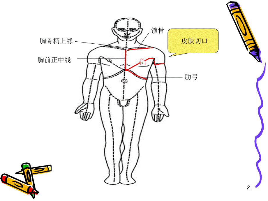 局解胸前区浅层解剖参考PPT_第2页