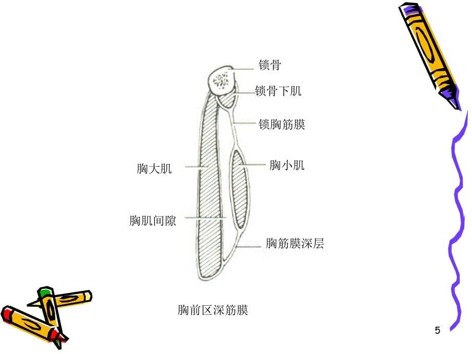 局解胸前区浅层解剖参考PPT_第5页