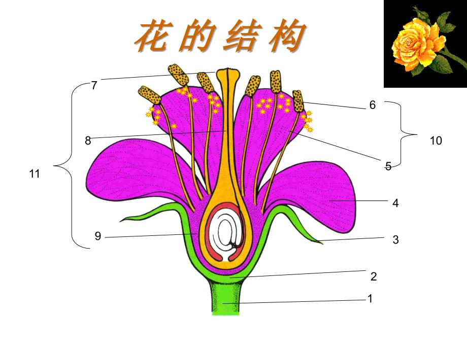 12传粉与受精_第1页