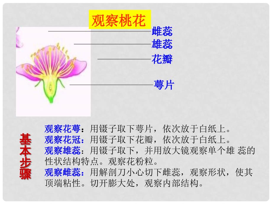 七年级生物上册 第二节 学会观察课件 冀教版_第4页