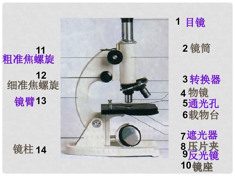 七年级生物上册 第二节 学会观察课件 冀教版_第5页