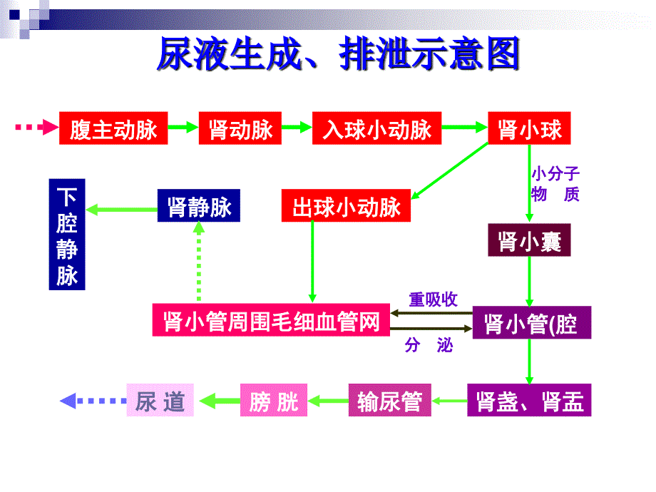 泌尿生殖系统显像和功能测定PPT课件_第4页