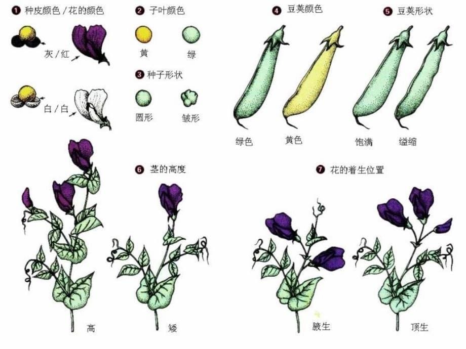 3、寻找遗传与变异的_第5页