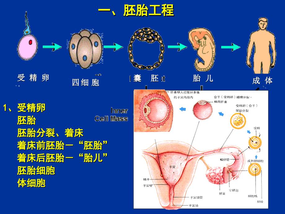 动物克隆技术复旦本科生_第3页