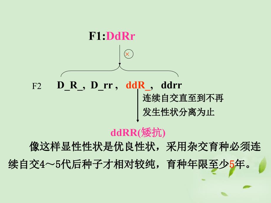 必修二61杂交育种与诱变育种文档资料_第3页