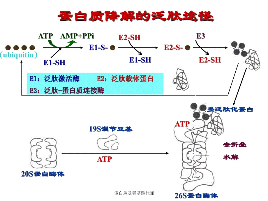 蛋白质及氨基酸代谢课件_第4页