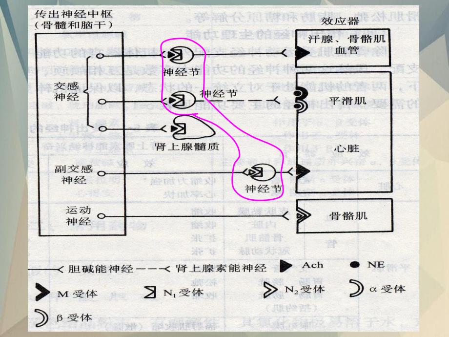 作用于传出神经系统的药物_第4页