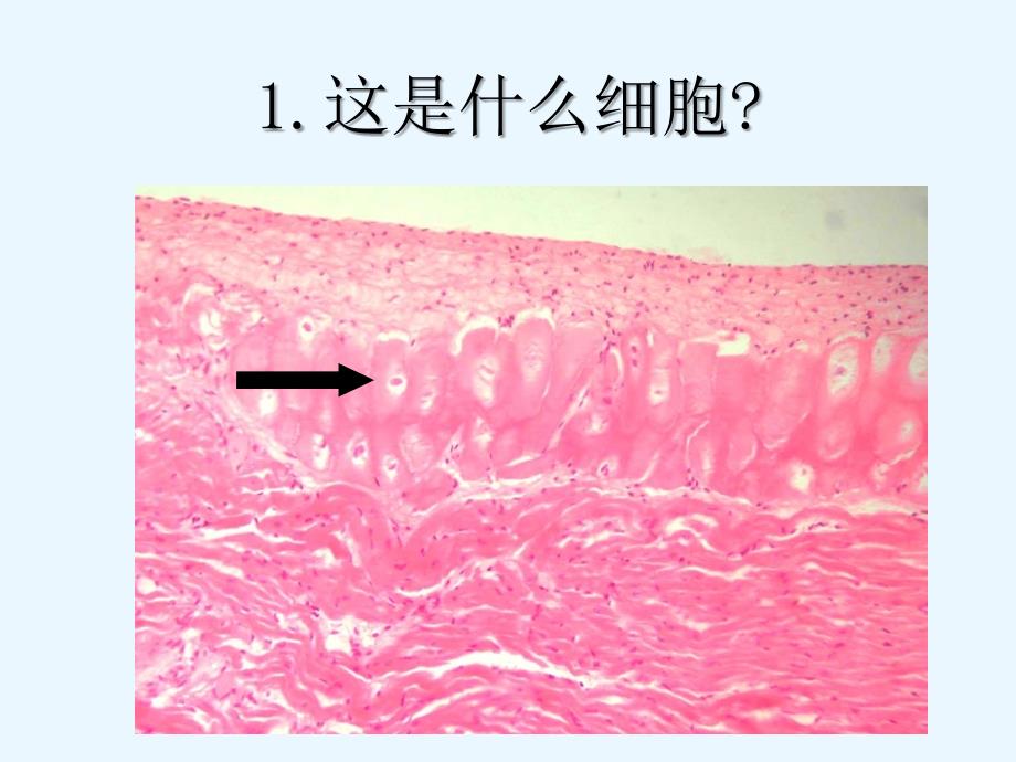 组织学与胚胎学考试课件：临床一大班（双语）_第2页