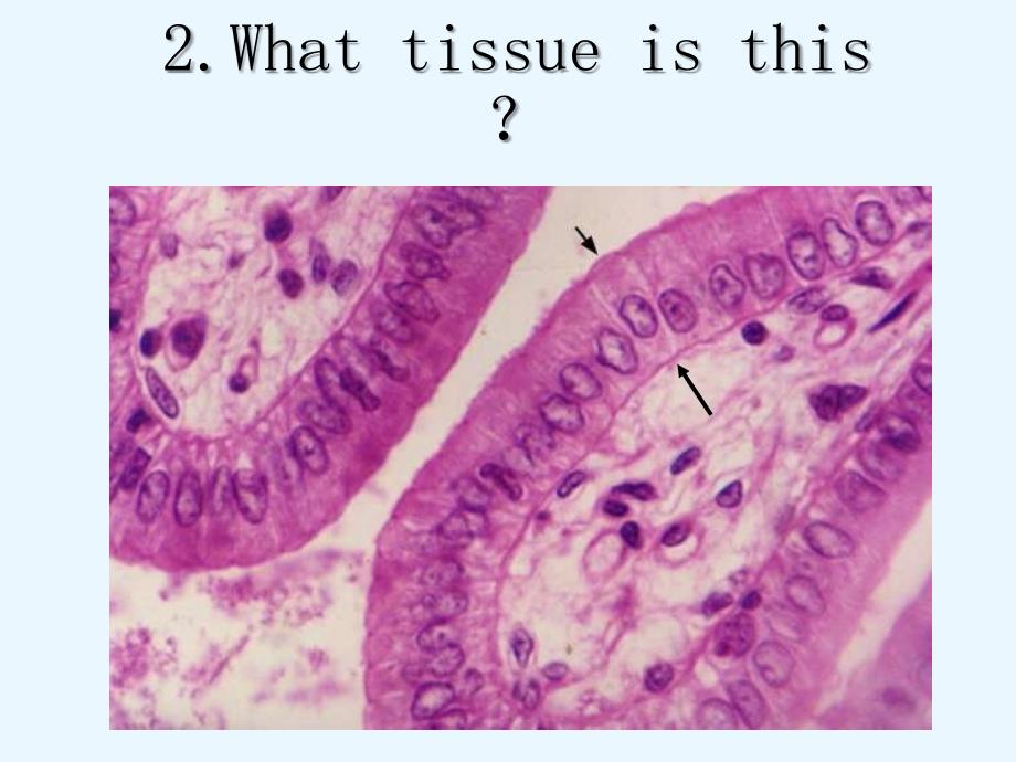 组织学与胚胎学考试课件：临床一大班（双语）_第3页