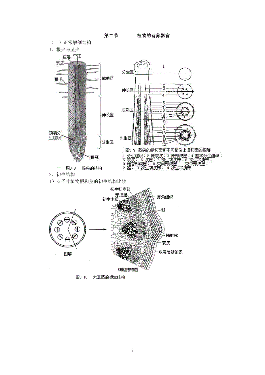 植物生物学汇总_第2页