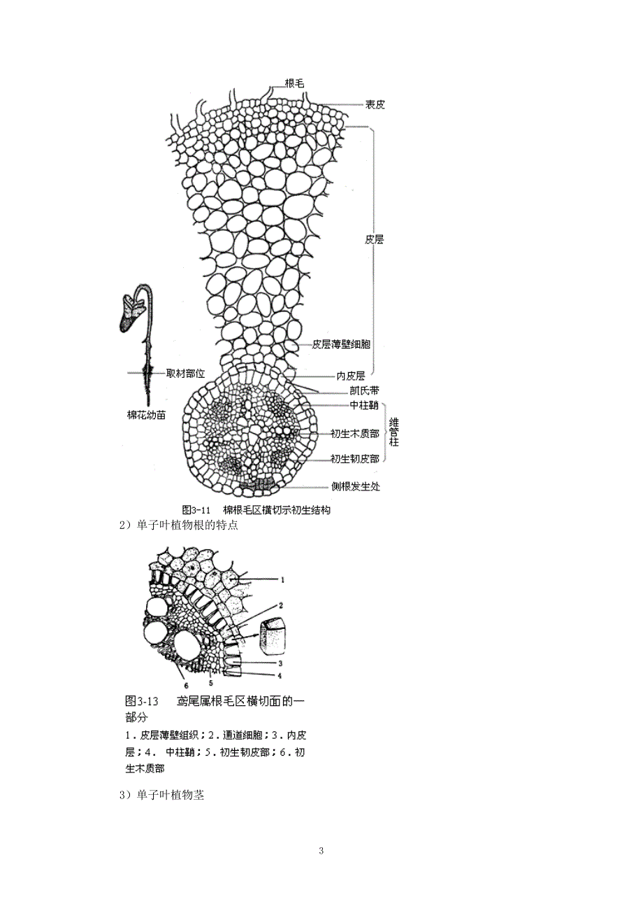 植物生物学汇总_第3页