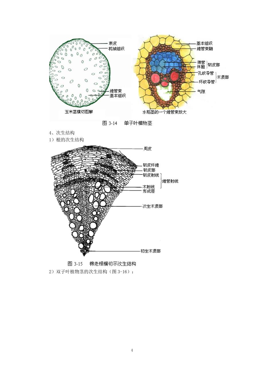 植物生物学汇总_第4页