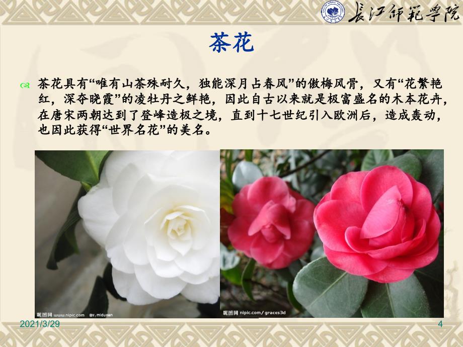 中国名花赏析十大名花茶花课堂PPT_第4页