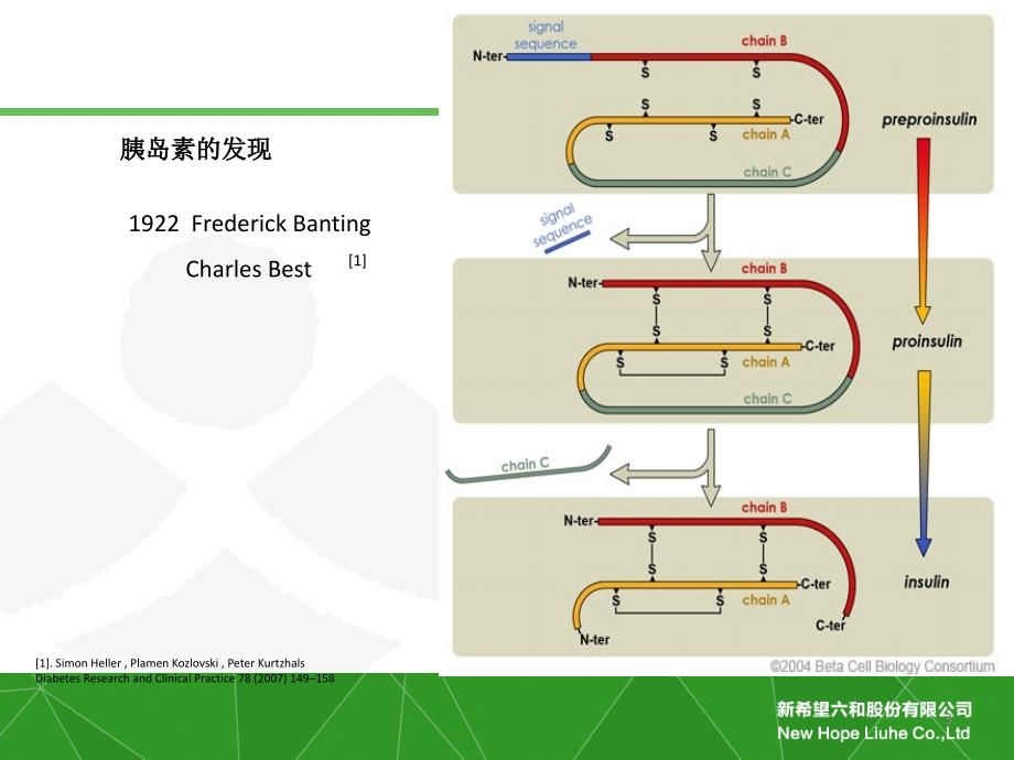 重组胰岛素知识PPT0_第3页