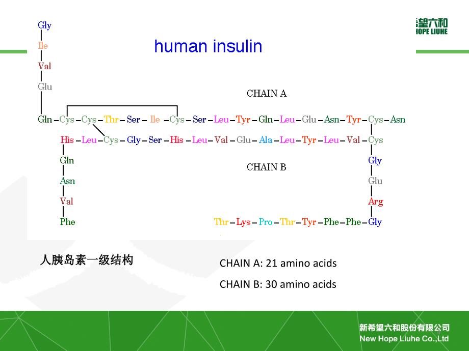 重组胰岛素知识PPT0_第4页