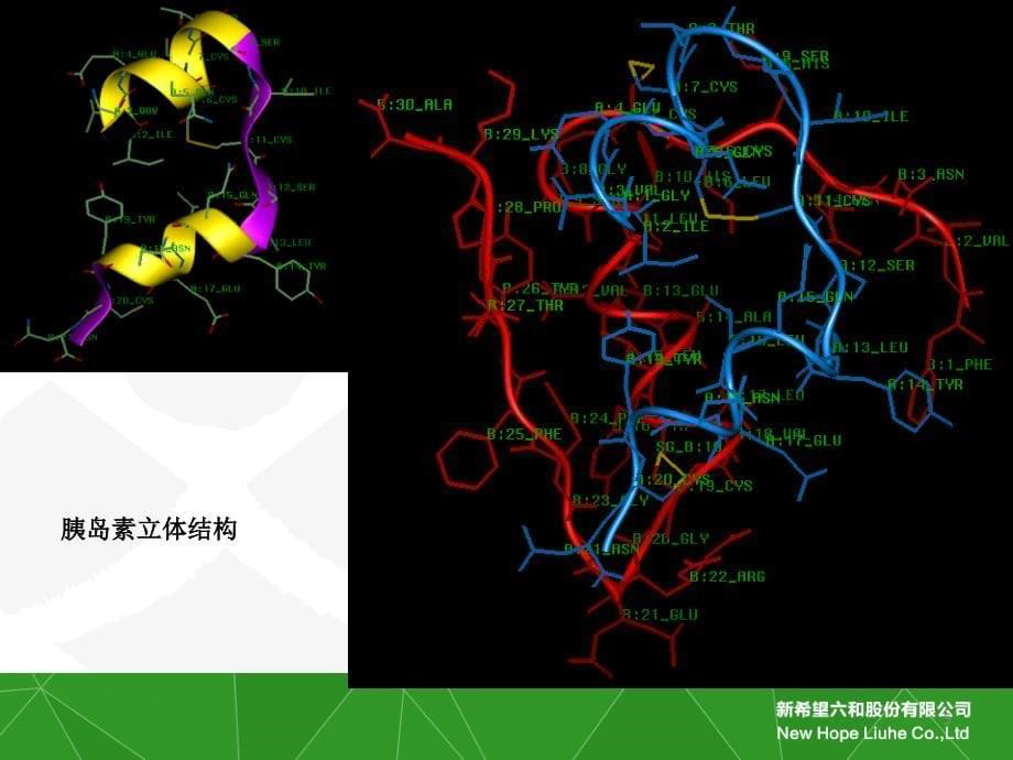 重组胰岛素知识PPT0_第5页