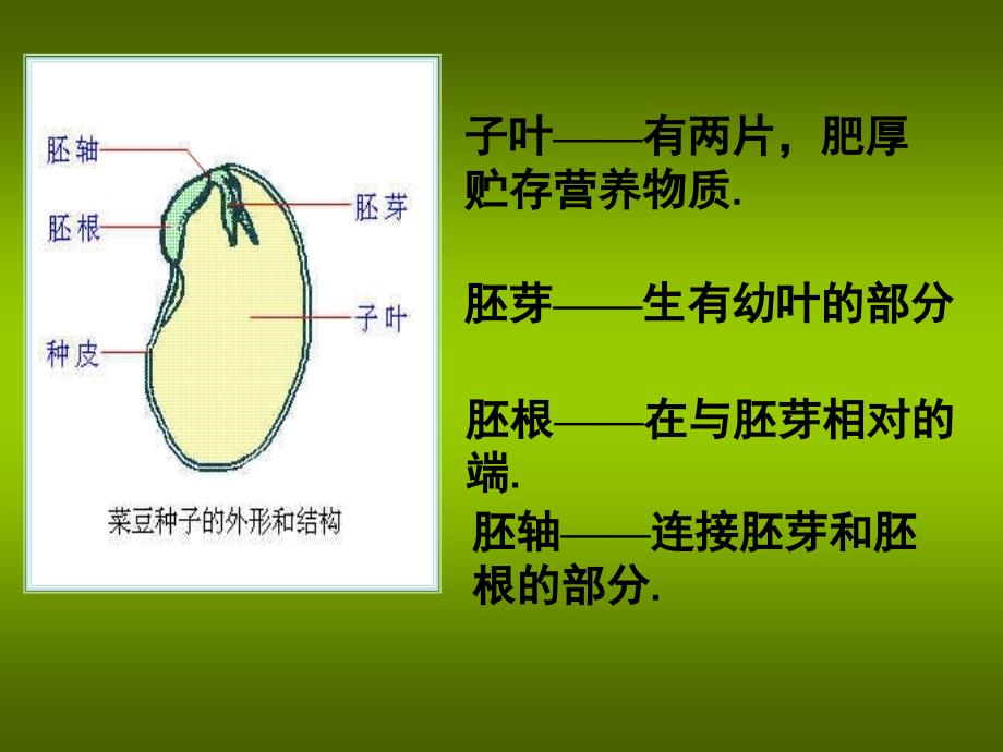 开花和结果课件_第3页