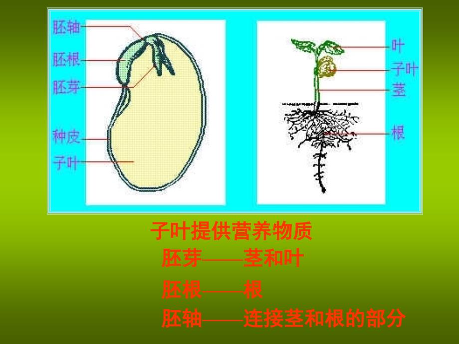 开花和结果课件_第4页