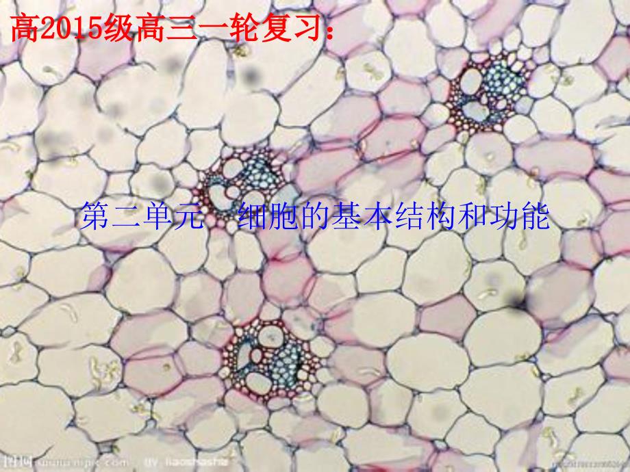 一轮复习之《第二单元细胞的基本结构和功能》_第1页