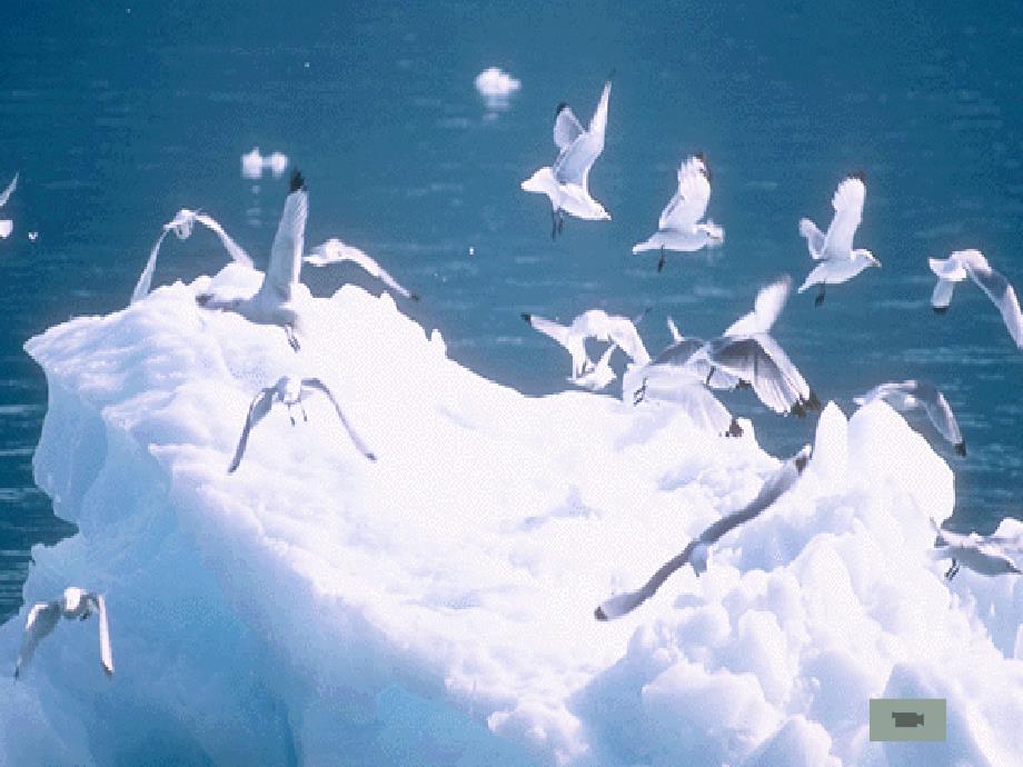山东省平原五中八年级生物《鸟类》课件2 人教新课标版_第1页