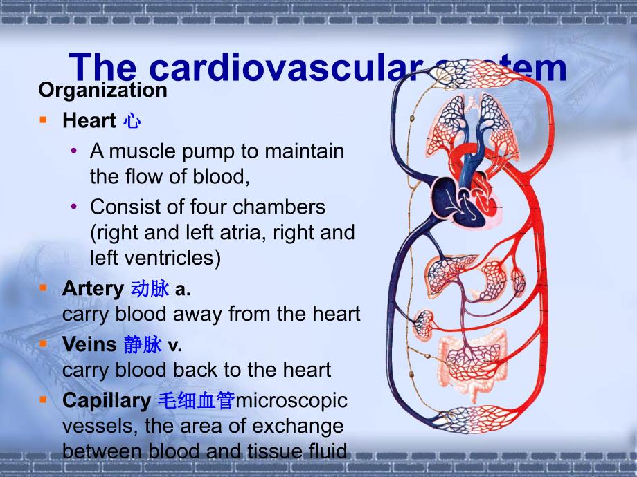 《心脏血管系统》PPT课件.ppt_第3页