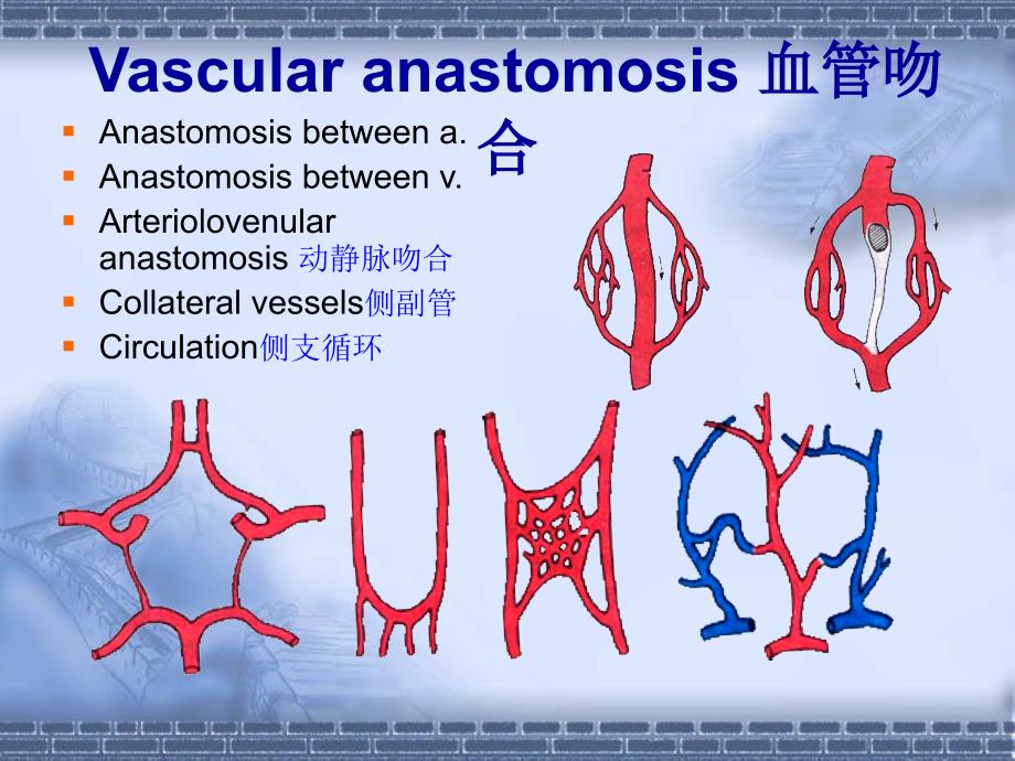 《心脏血管系统》PPT课件.ppt_第5页